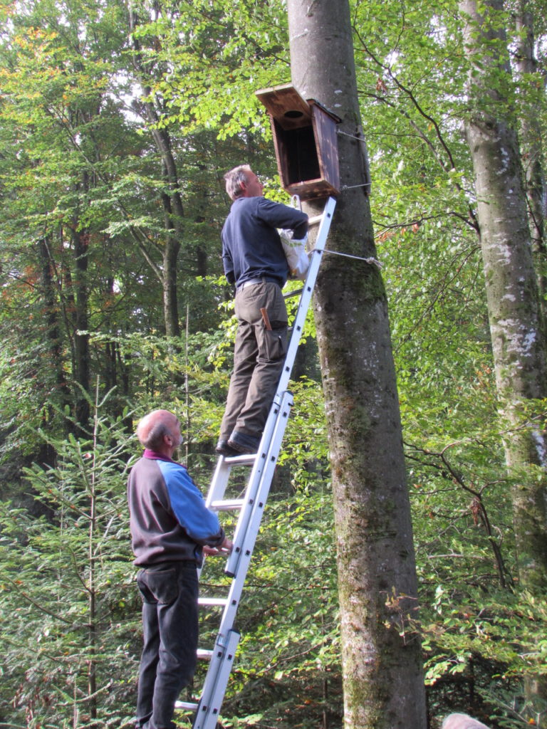 Nistkästen für den Waldkauz Pro Tuggen