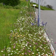 Erfolgsgeschichte Blumenwiese