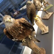 Grundkurs Ornithologie Vögel im Kulturland