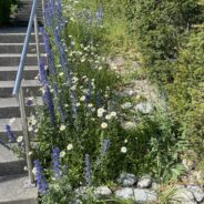 Informationen Blumenwiese Höhenstrasse